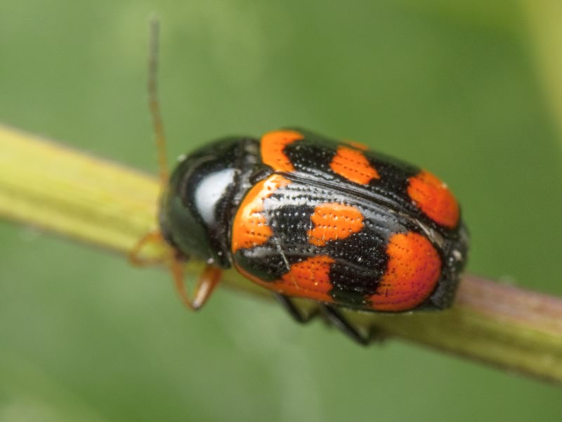 Cryptocephalus (Cryptocephalus) octacosmus Bedel, 1891